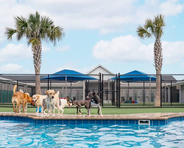 Several dogs stand on the edge of a swimming pool in front of a fenced yard with palm trees and buildings in the background.